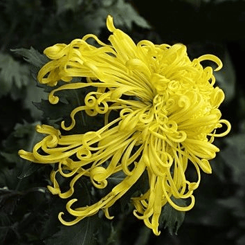 太(tài)极音乐大合集，送给练太(tài)极的你！（附下载链接）