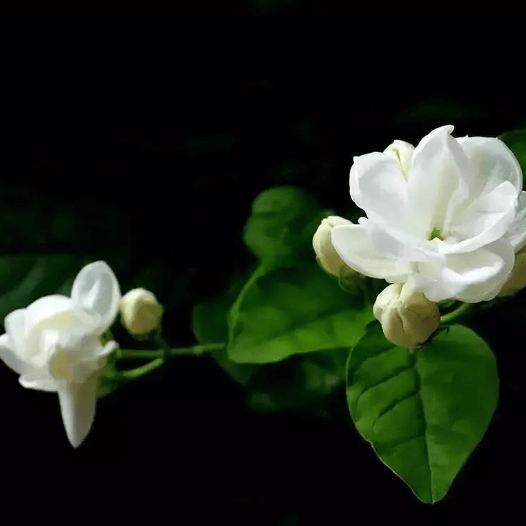 太(tài)极音乐大合集，送给练太(tài)极的你！（附下载链接）